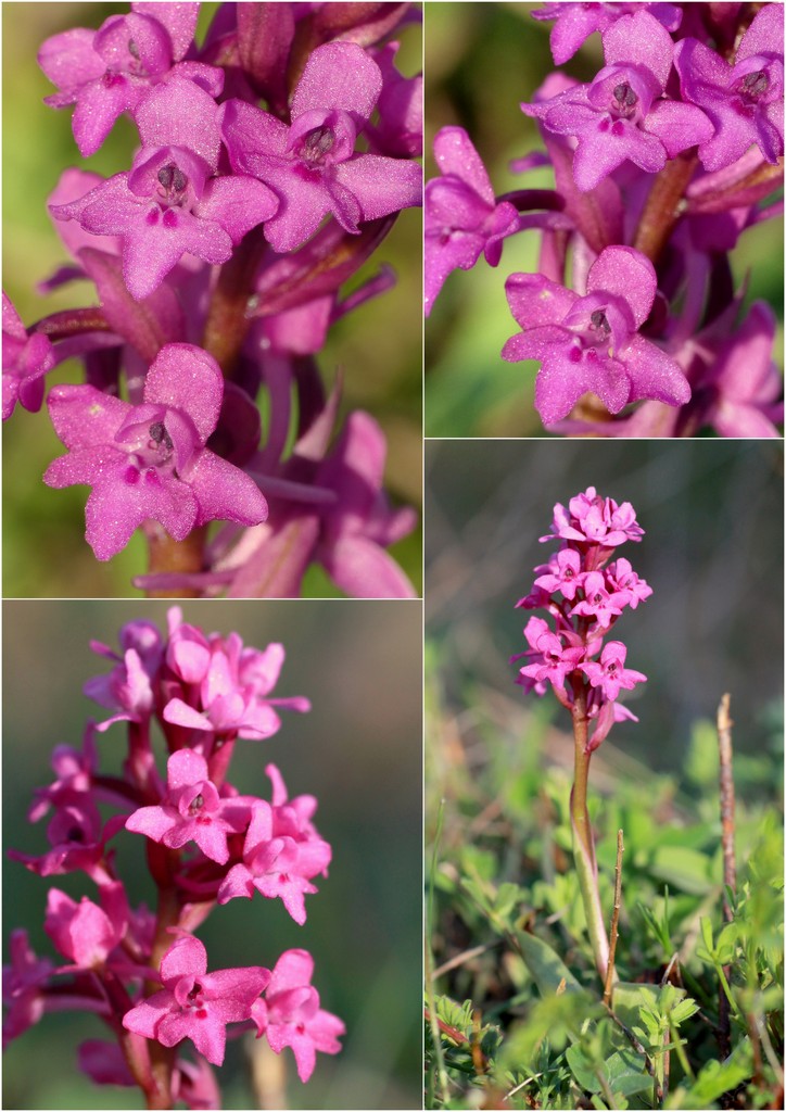 La Valle delle orchidee, Sassano e Monte San Giacomo 9 e 10 maggio 2015